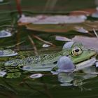 Teichfrosch, der dicke Backen macht