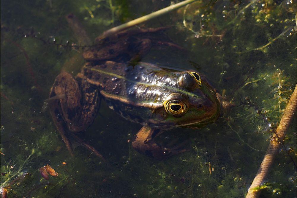 Teichfrosch des Tages