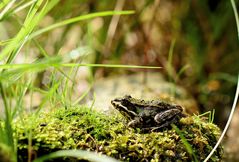 Teichfrosch