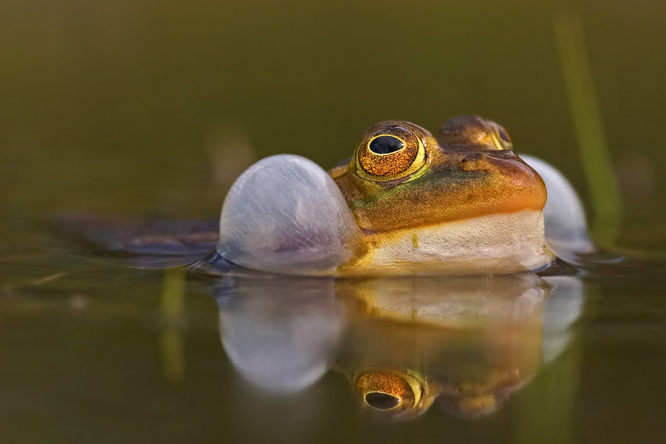 Teichfrosch - Dicke Backen :-)