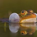 Teichfrosch - Dicke Backen :-)