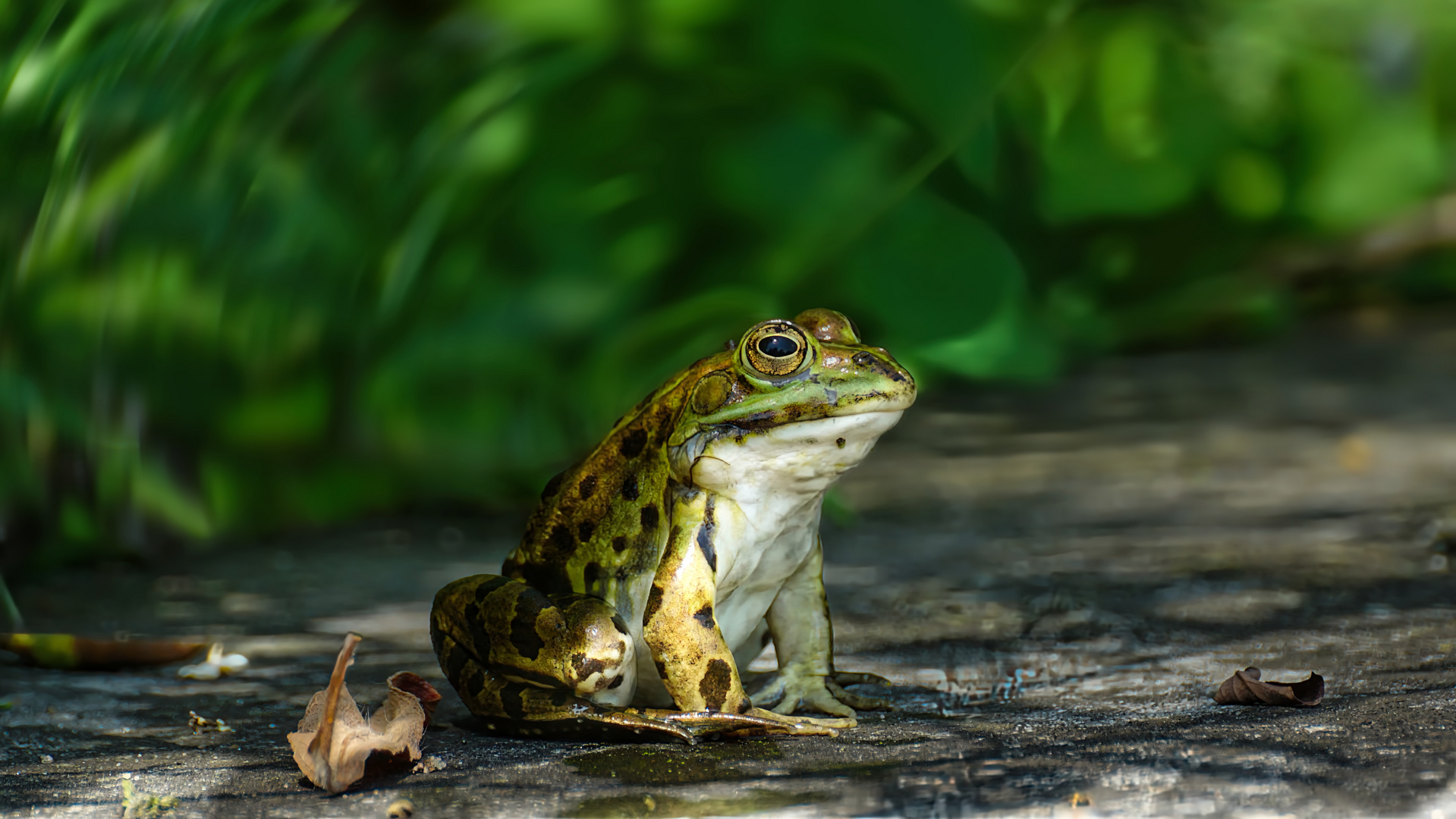 Teichfrosch