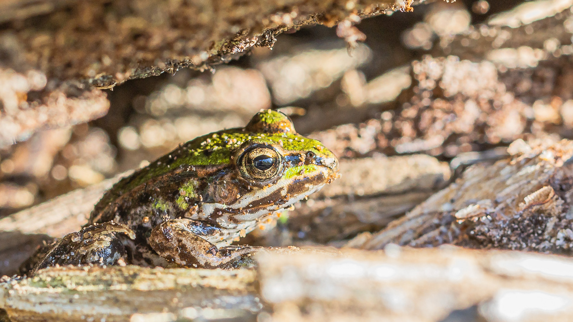 Teichfrosch....