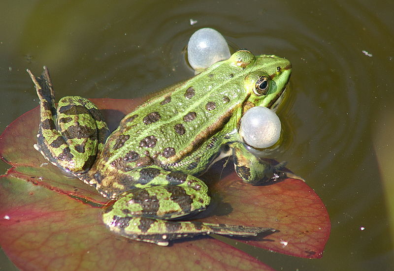 Teichfrosch