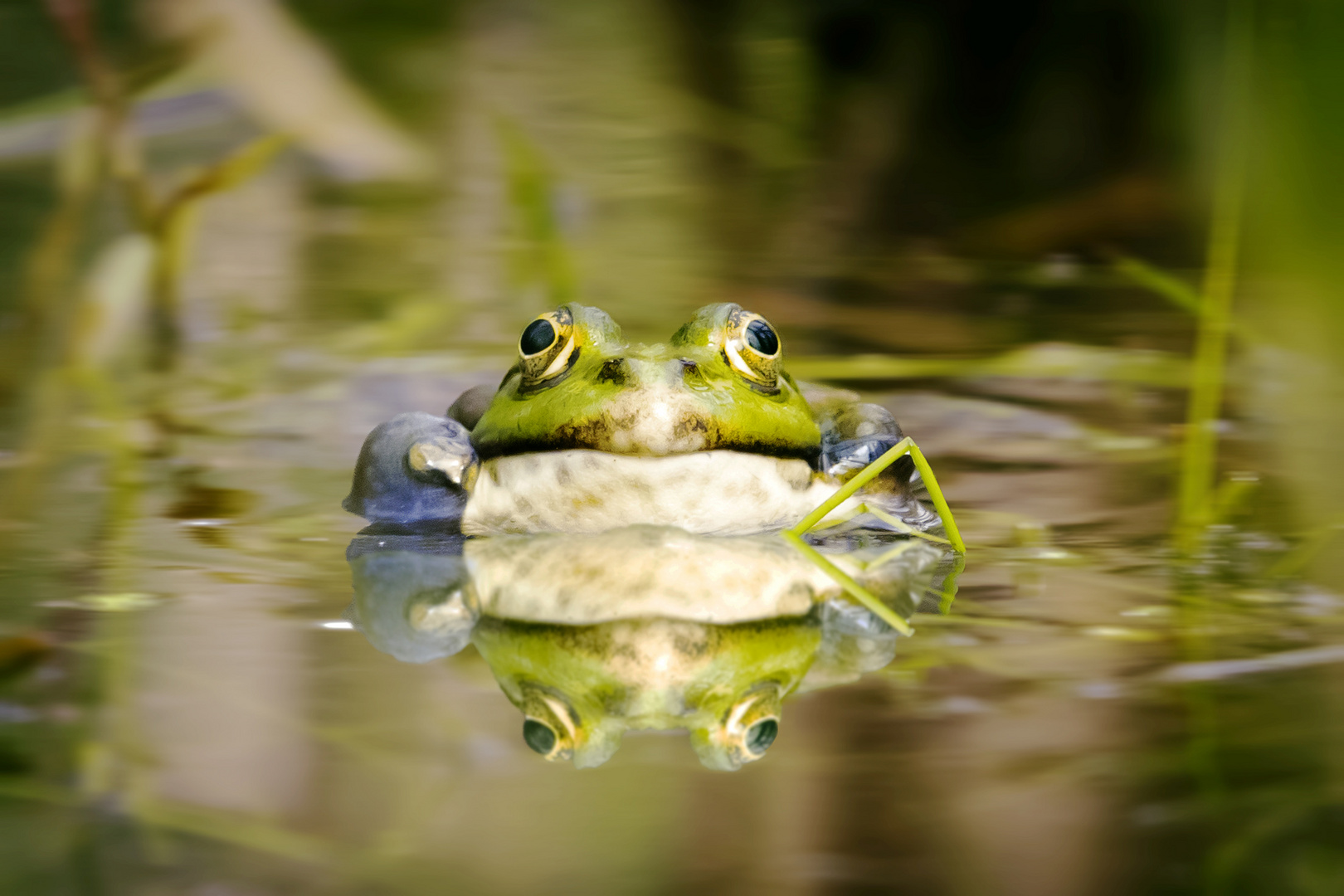 Teichfrosch