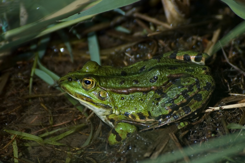 Teichfrosch