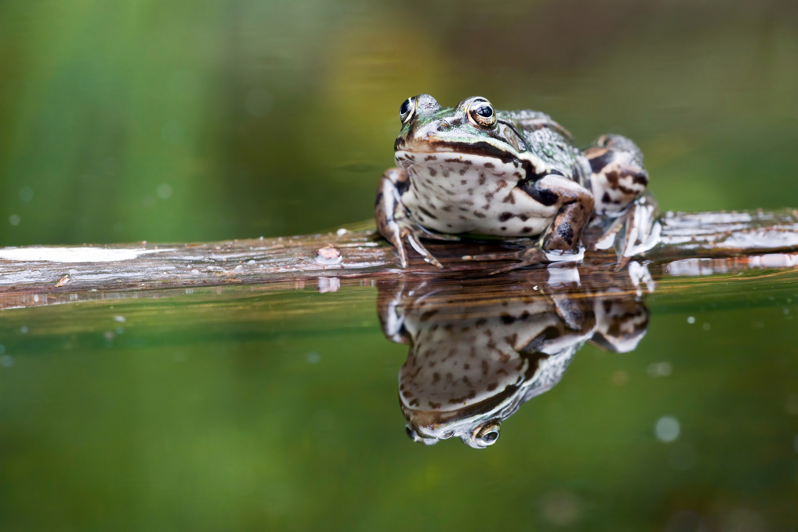 Teichfrosch