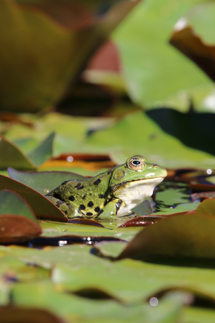 Teichfrosch