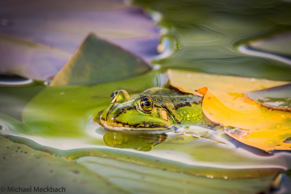 Teichfrosch