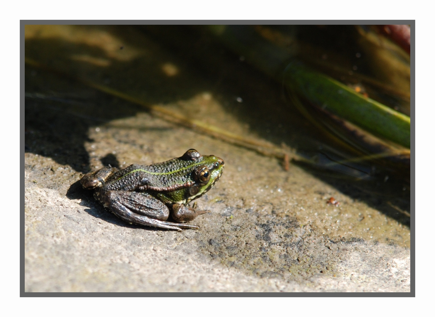 Teichfrosch...