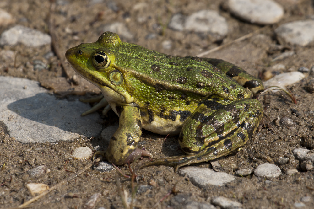 59+ Amphibien Teich, In deutschland wird eine eigene rote liste