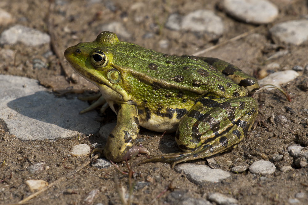 Teichfrosch