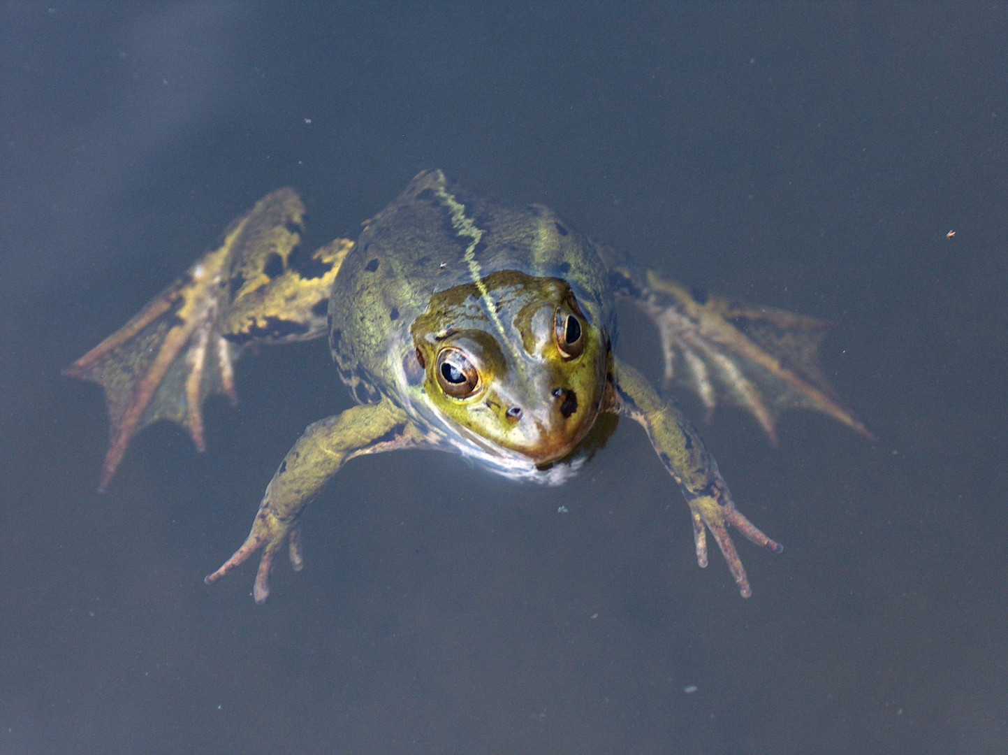 Teichfrosch eben...