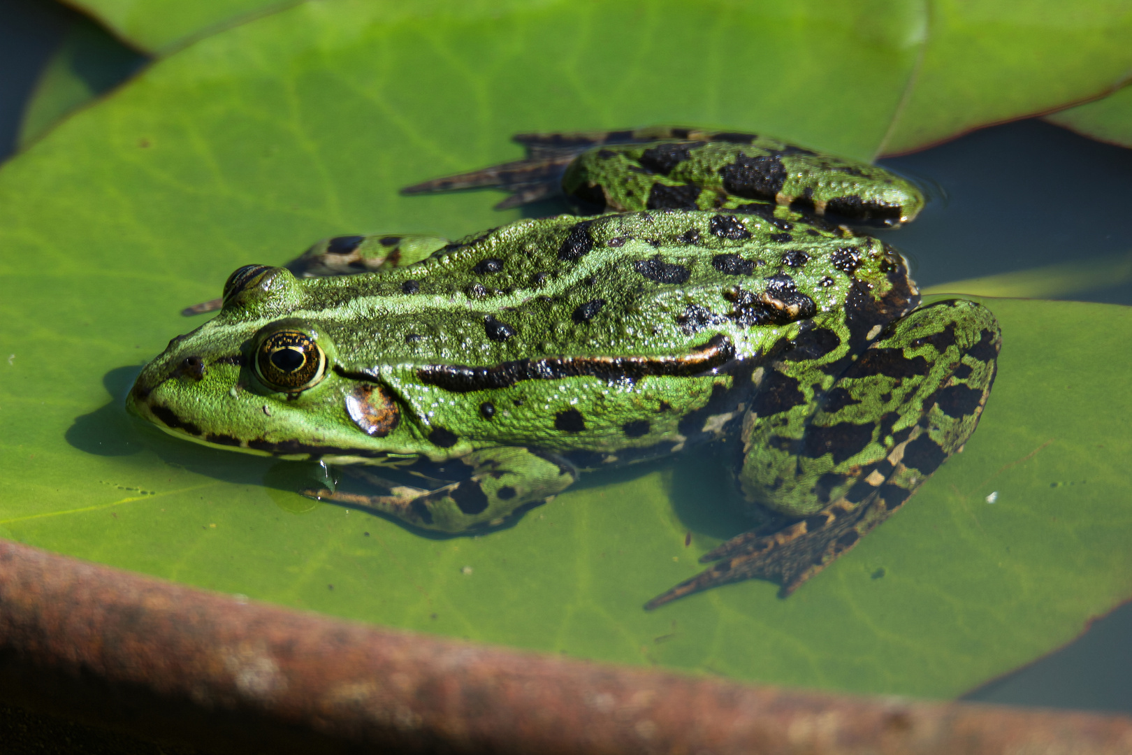 Teichfrosch Foto & Bild tiere, wildlife, amphibien & reptilien Bilder