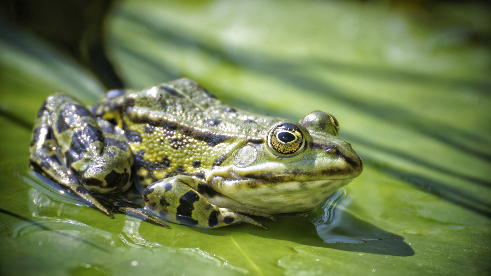 Teichfrosch