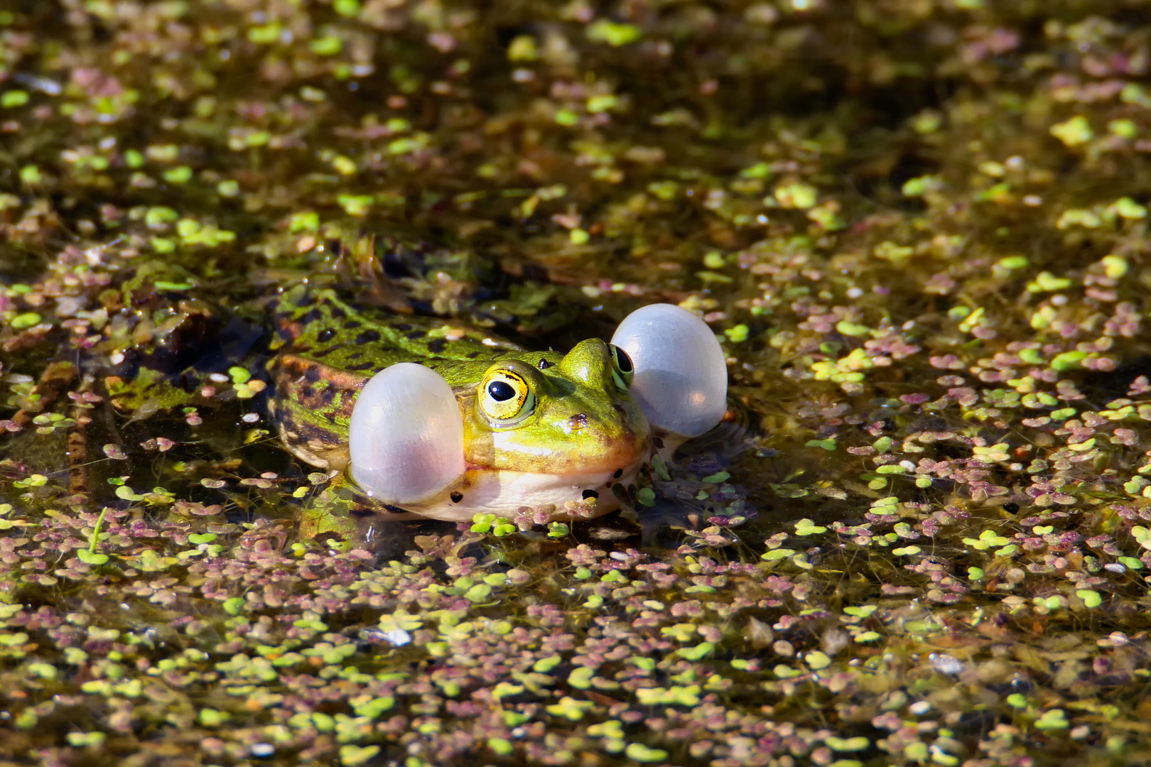 Teichfrosch