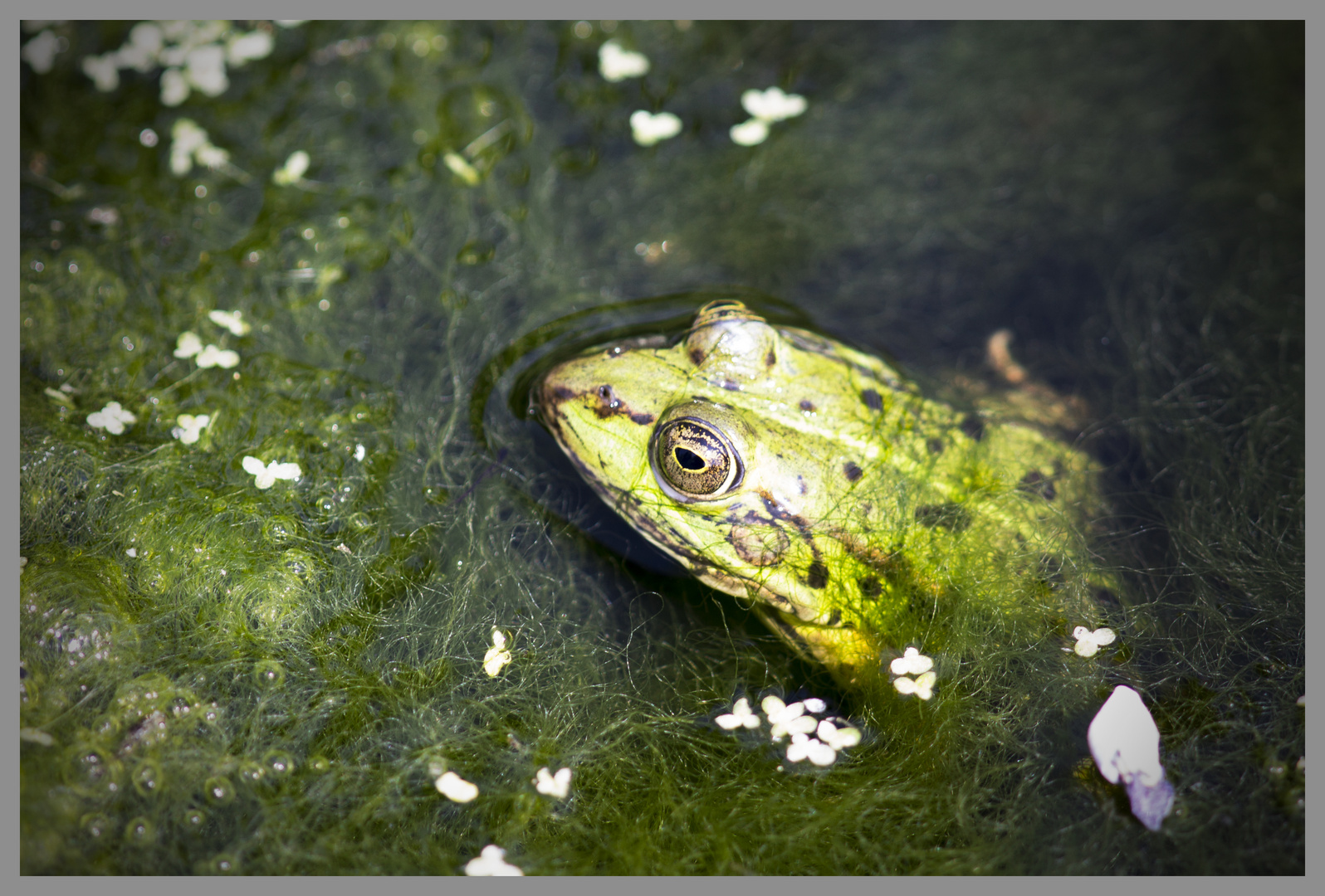 Teichfrosch