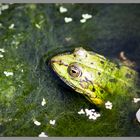 Teichfrosch