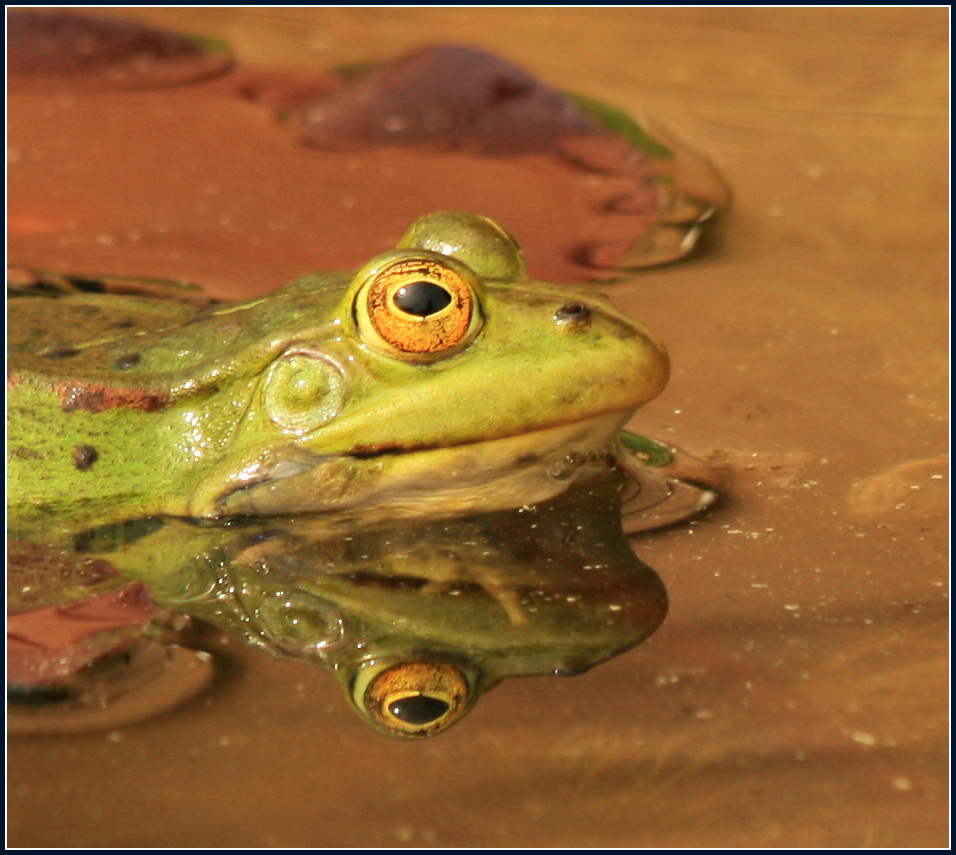 Teichfrosch