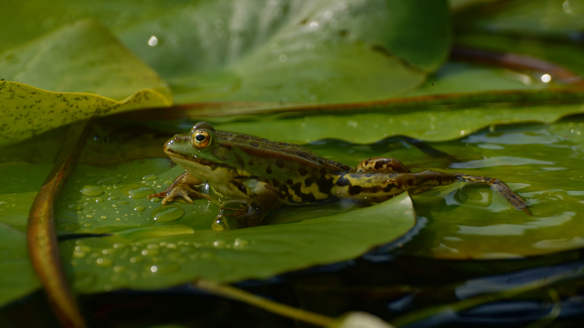 Teichfrosch