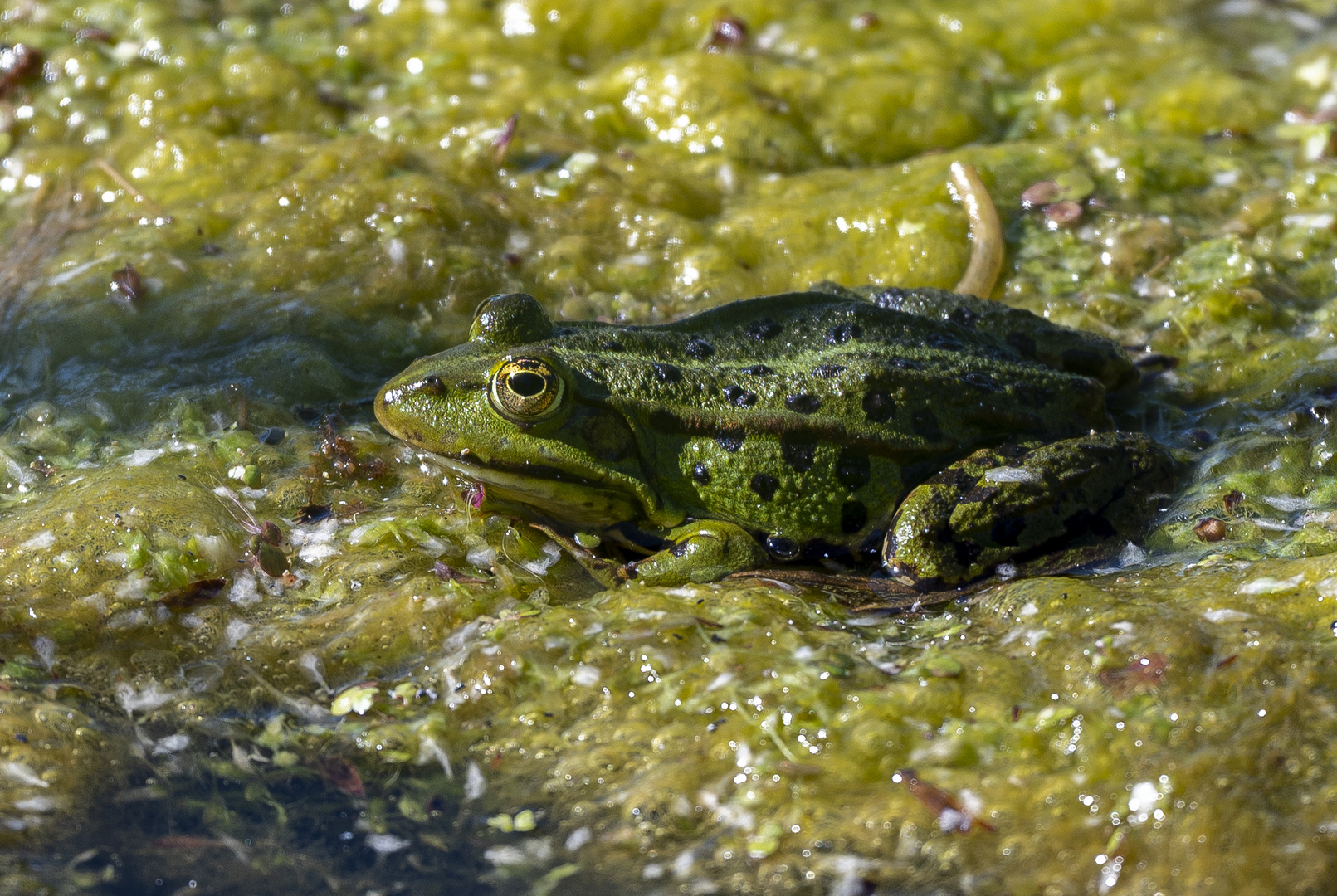 Teichfrosch