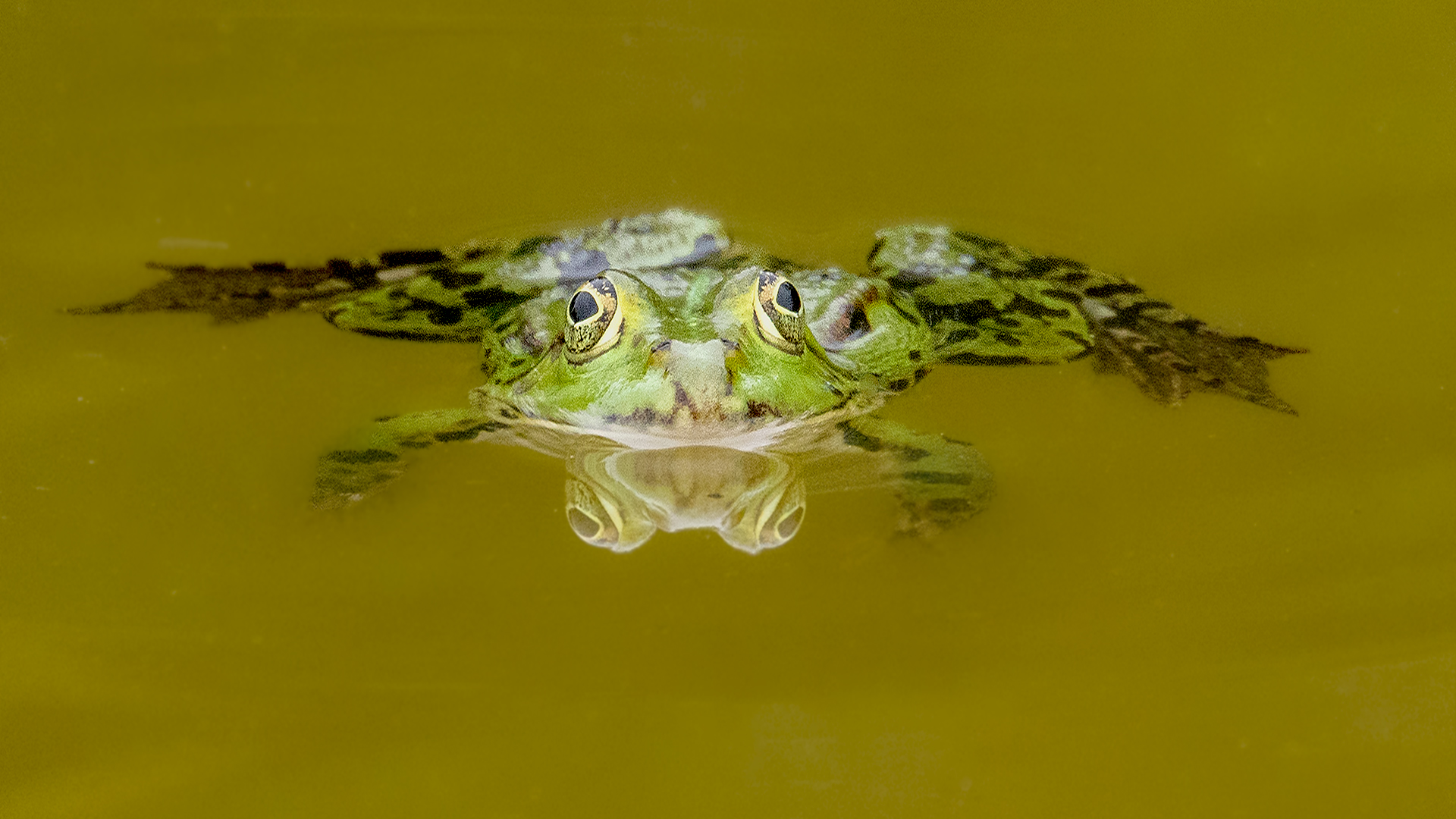 Teichfrosch
