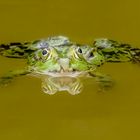 Teichfrosch