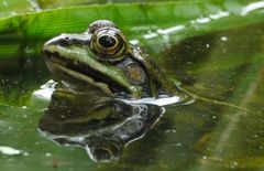 Teichfrosch