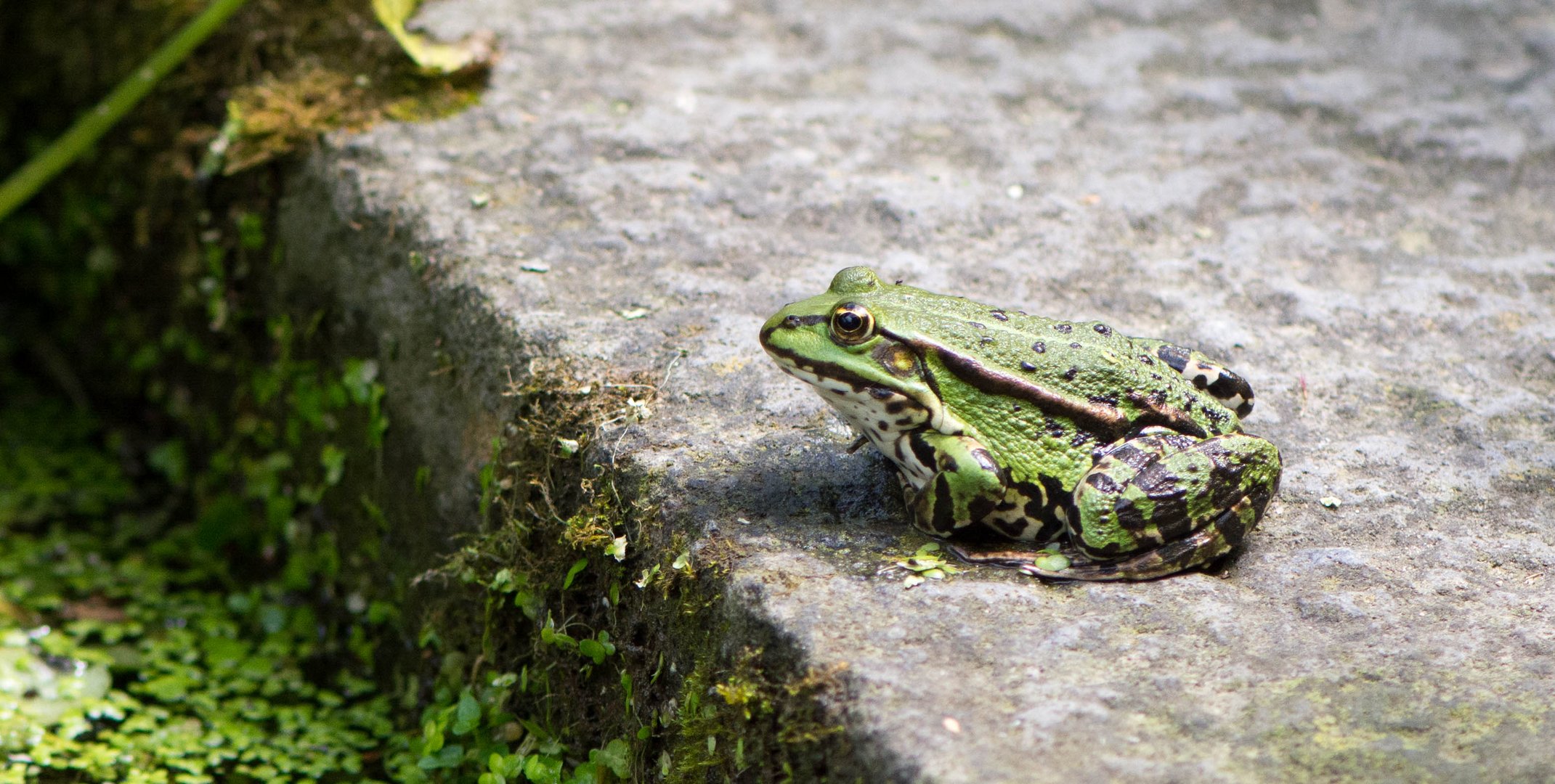 Teichfrosch