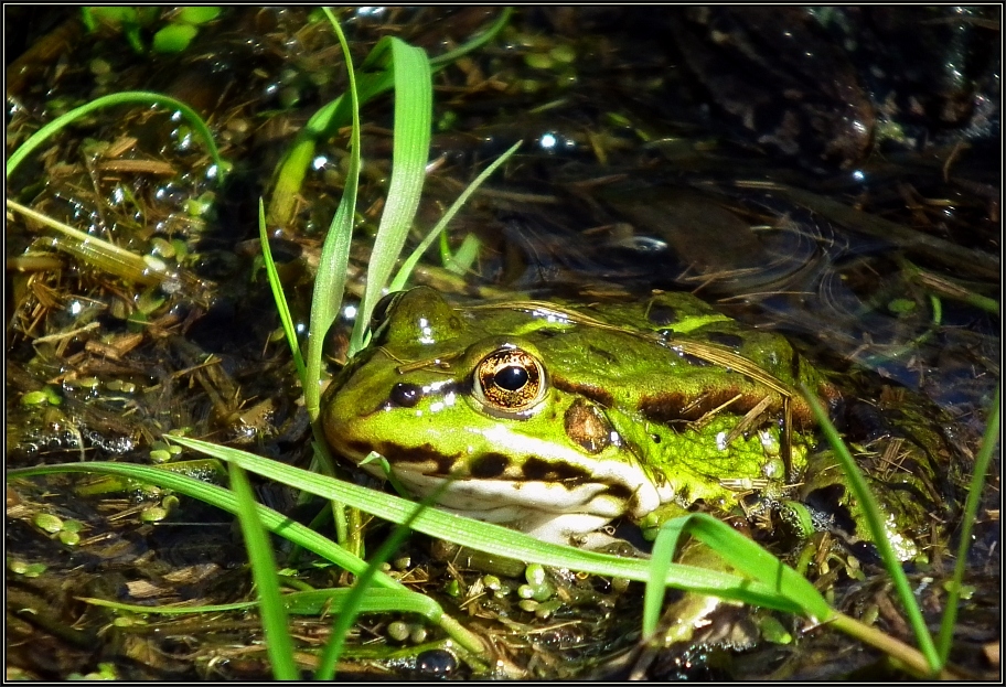 Teichfrosch