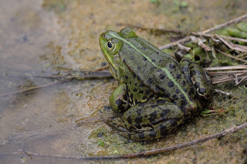 Teichfrosch