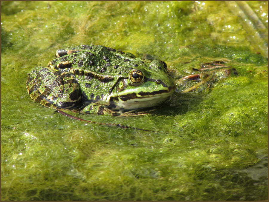 Teichfrosch