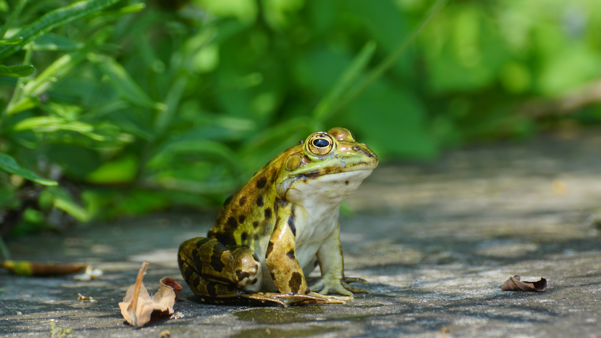 Teichfrosch