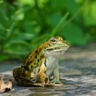 Teichfrosch