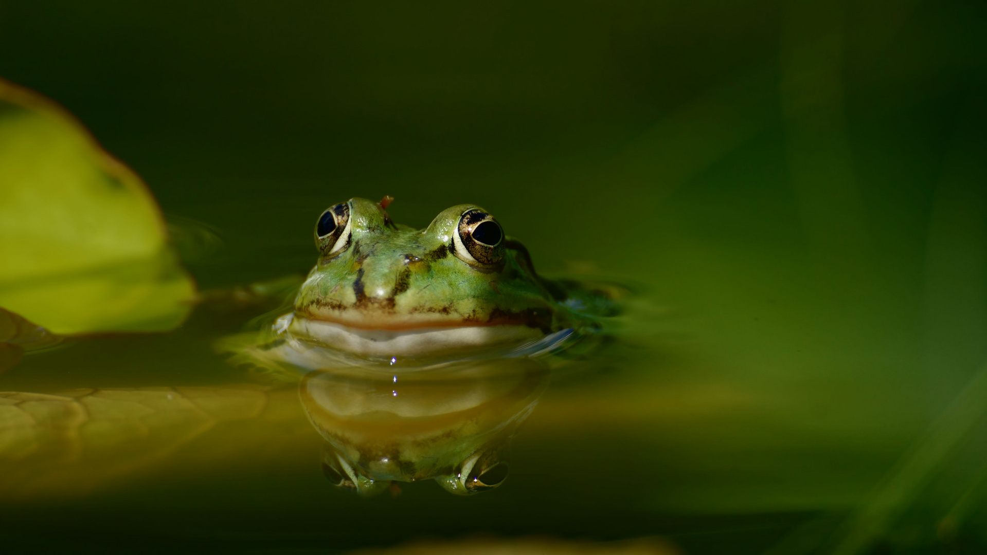 Teichfrosch