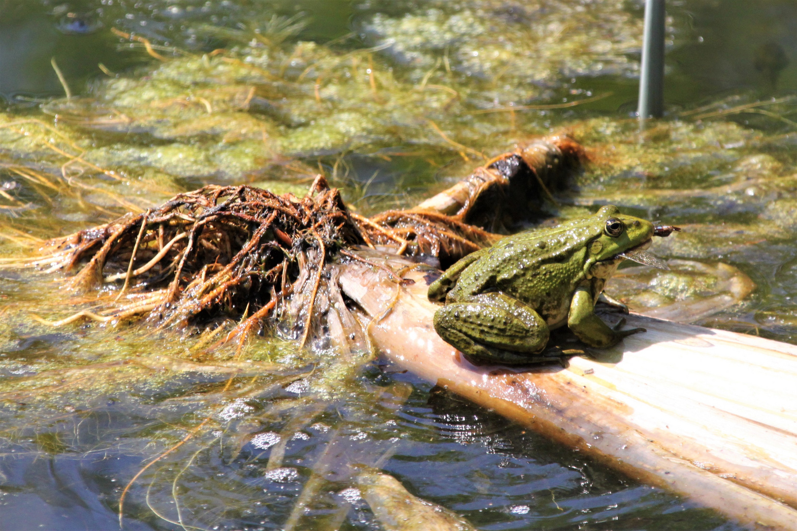 Teichfrosch frisst Libelle