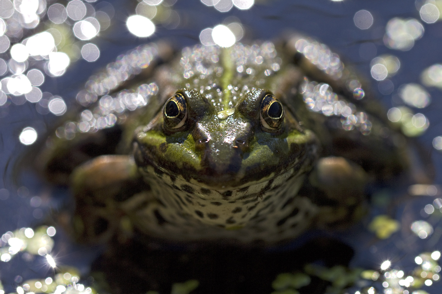 Teichfrosch I