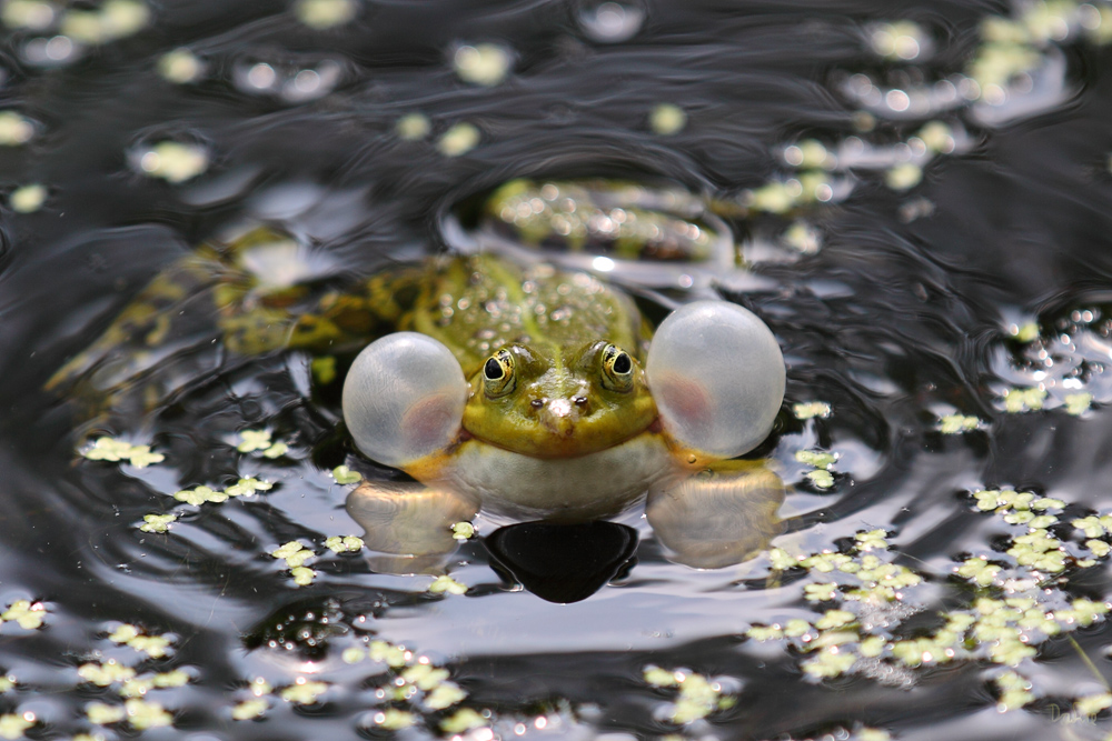 Teichfrosch I "Aufgeblasen" Foto & Bild tiere, wildlife, amphibien & reptilien Bilder auf