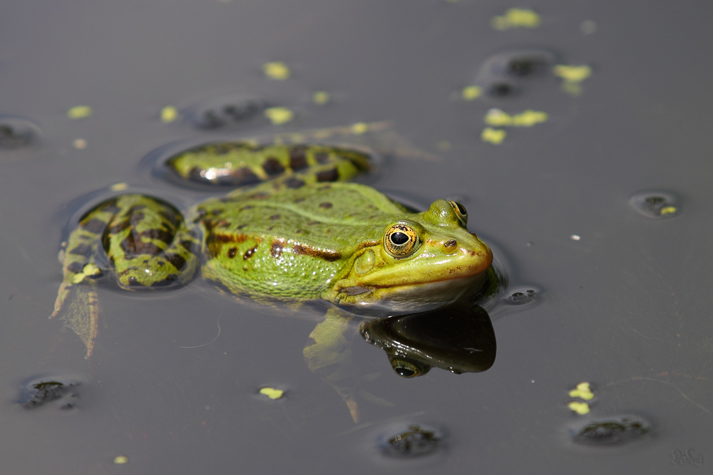 Teichfrosch II - "Relax"