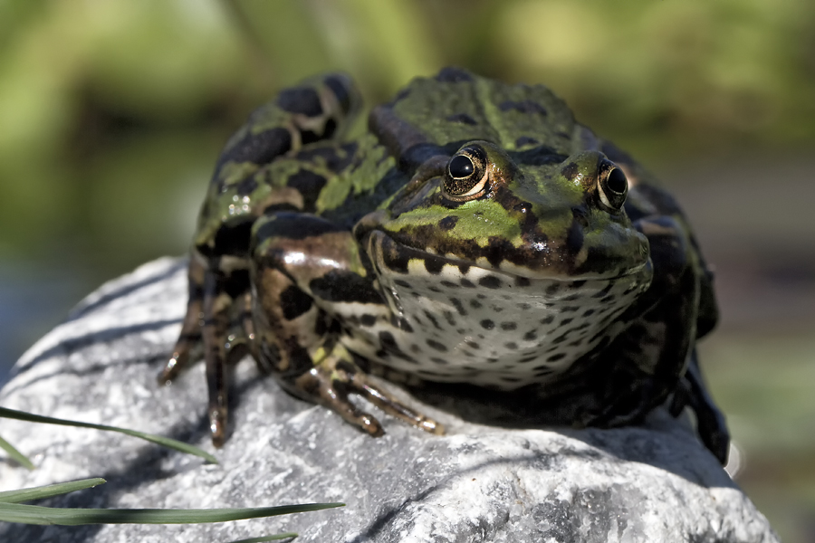 Teichfrosch III - Emma