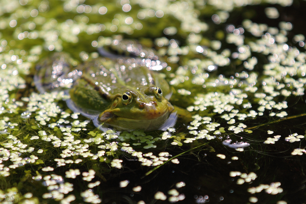 Teichfrosch III - "Tarnung ist alles..."