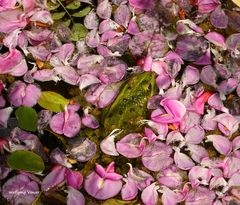 Teichfrosch im Akazienblüttenbad, 