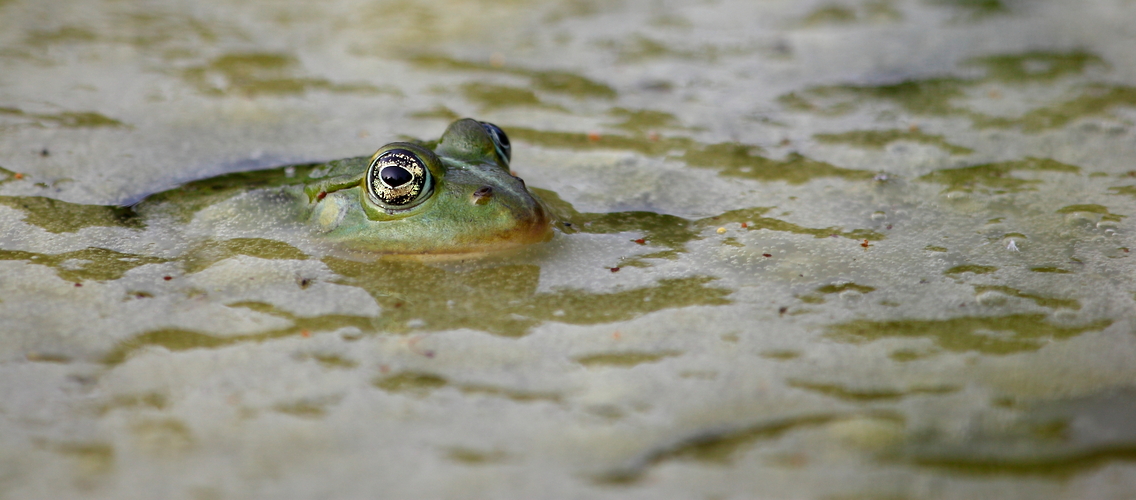 Teichfrosch im...