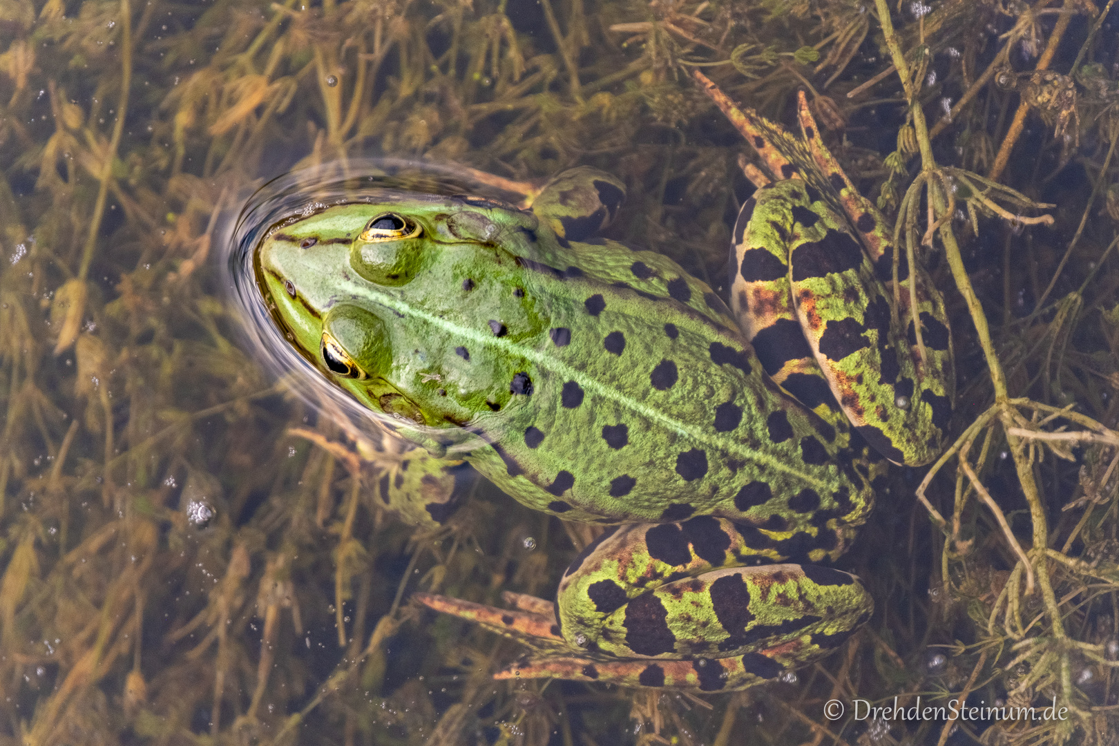 Teichfrosch im Donaumoos