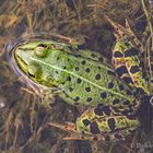 Teichfrosch im Donaumoos