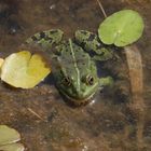 Teichfrosch im "Garten der Stille" - Gelände des Alexianer Krankenhauses in Münster