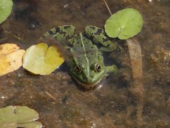 Teichfrosch im "Garten der Stille" - Gelände des Alexianer Krankenhauses in Münster