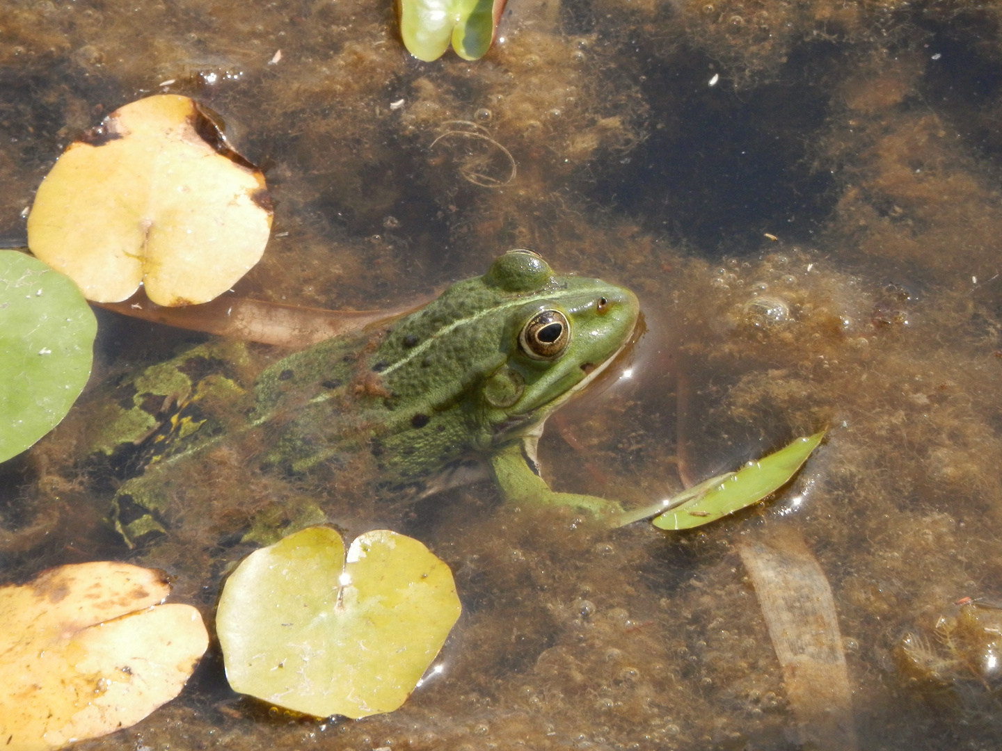 Teichfrosch im "Garten der Stille" - Gelände des Alexianer Krankenhauses in Münster