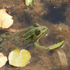 Teichfrosch im "Garten der Stille" - Gelände des Alexianer Krankenhauses in Münster