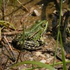 Teichfrosch im "Garten der Stille" - Gelände des Alexianer Krankenhauses in Münster